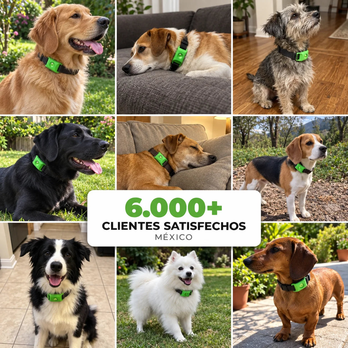 PetShield · Protección contra pulgas y garrapatas