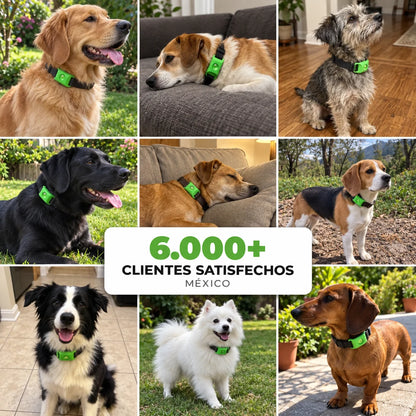 PetShield · Protección contra pulgas y garrapatas